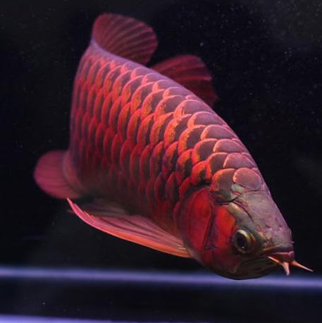 Fresh Water Arowana Fishes