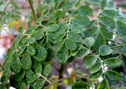 Moringa Leaves