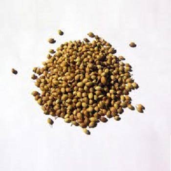 Coriander Seeds