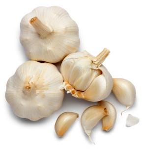 Garlic