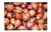 Shallot