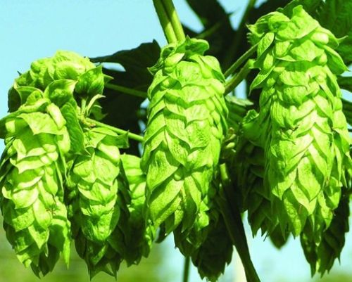 Hops Flower Extract