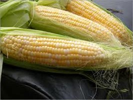 Yellow Maize