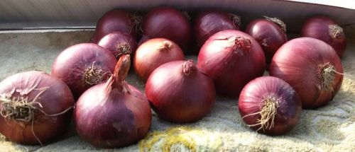 Fresh red onions