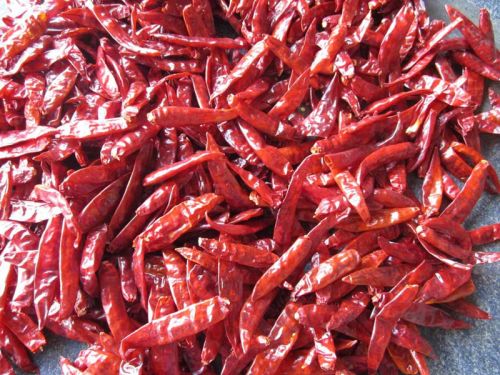Indian Red Chilli