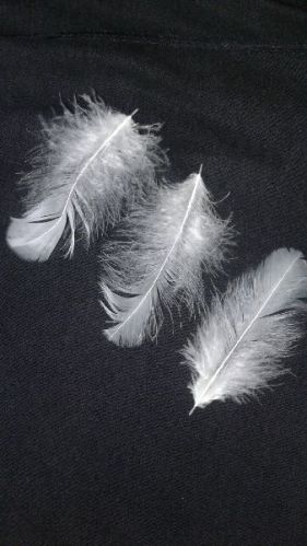 Goose Feather