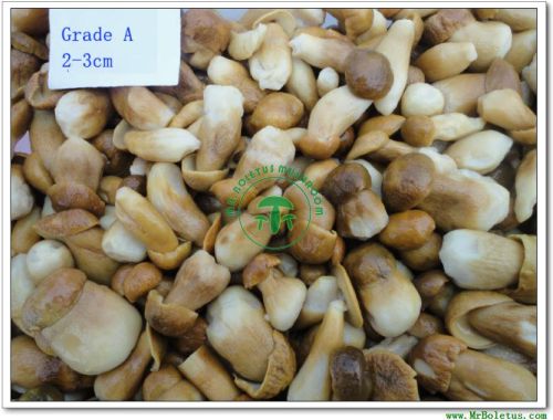 Mushroom, Brand Name : MR.Boletus