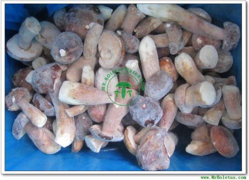 Frozen Kind Bolete Whole Mushroom, Brand Name : MR.Boletus