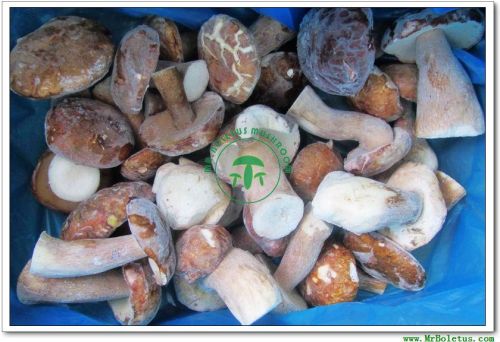 Mushroom, Brand Name : MR.Boletus