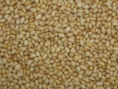 Pine Nut Kernel
