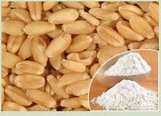 Wheat, Broken Ratio : 1-3%