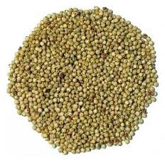 Jowar Seeds