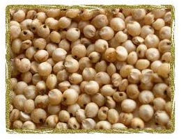 Sorghum Seeds