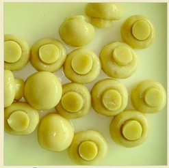 Canned Whole Mushroom, Certification : BRC, HACCP，IFS