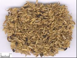 Fennel, Type : Seeds