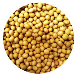 Organic soybean seeds