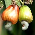Raw cashew nut