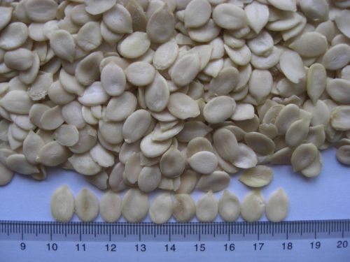 Red Watermelon Kernels