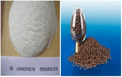 Diammonium Phosphate - Dap