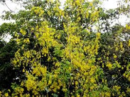 Cassia Fistula