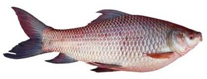 Frozen Fish, For Human Consumption, Making Medicine, Feature : Good For Health, Non Harmful, Protein