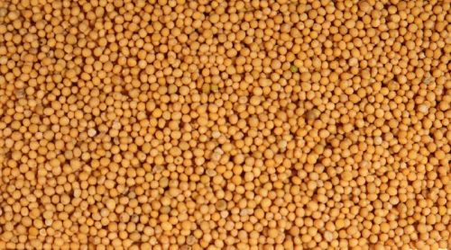 DADIMA Mustard Seeds, Packaging Type : Jute Bag