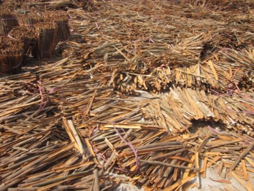 Cassia Split, Brand Name : Tuanminh