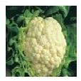 Fresh Cauliflower