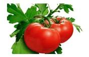 Fresh Tomato