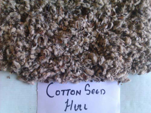 Cotton Seed Hull