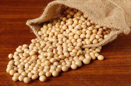 Organic Soybean Seeds