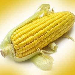 Yellow corn, Cultivation Type : Organic
