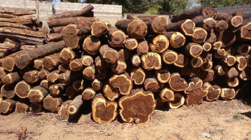 African Sandalwood Log