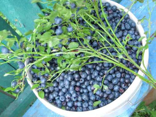 Bilberry Extract