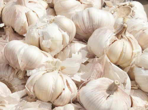 Garlic Extract