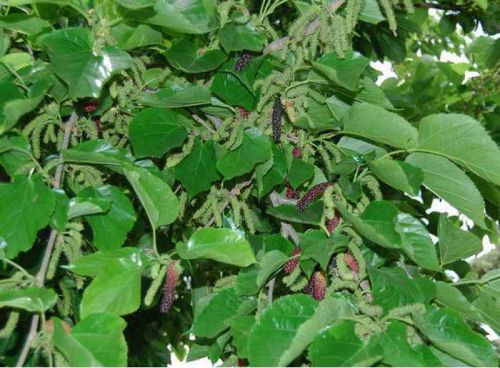 Mulberry Extract