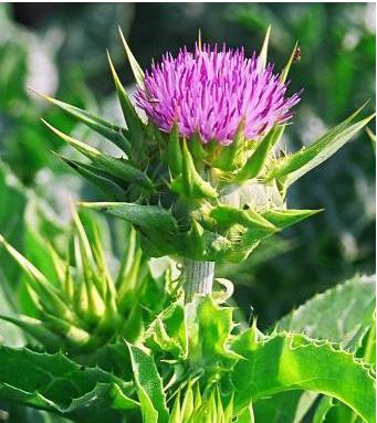 Silybum Marianum Extract