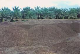 Palm Kernel Shells