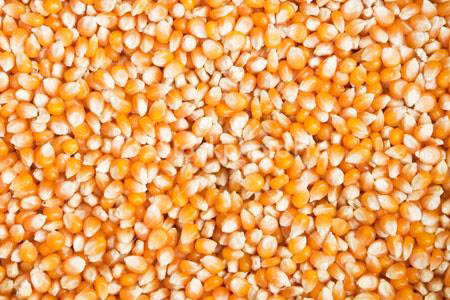 Organic Yellow Maize Seeds, For Animal Feed, Certification : FSSAI Certified