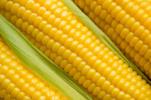 Yellow corn, Processing Type : Fine Processed