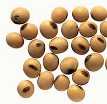 Soybean Seeds