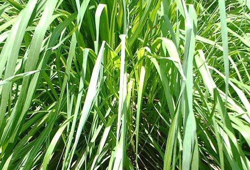 Natural Citronella Oil, For Essential Products Use, Insect Repellent, Feature : Accurate Composition