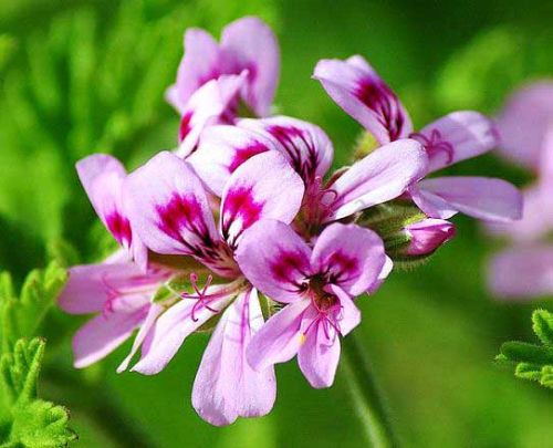Flowers Geranium Oil, For Diffusion, Massage., Packaging Size : 10 Ml, 100kg, 1kg, 25kg, 5kg