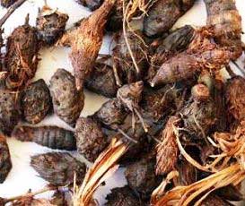 Nagarmotha Oil, For Aromatherapy, Medicine Use