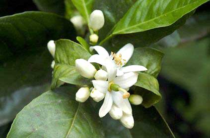 Neroli Oil, Purity : 100 % Pure