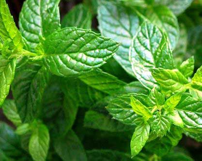 Peppermint Oil, For Fever, Infections, Stomach Issue, Feature : Good Quality, Mental Fatigue, Purity