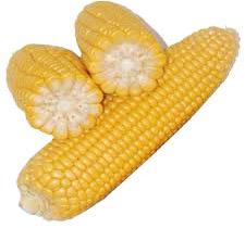 Yellow maize, Seed Type : Hybrid