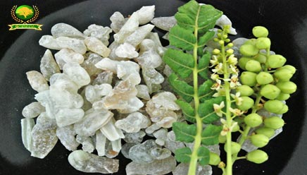 Superior Grade Hojari Frankincense