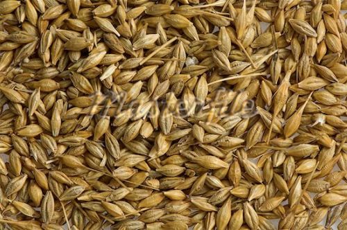 Barley, Broken Ratio : 3-5%