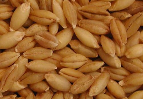 Barley Grains